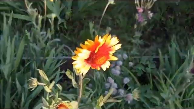 Картинки из сада смотреть онлайн