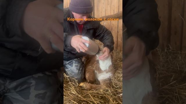 Телёнок не может стоять на ногах😱🙏 #герефорд #корова смотреть онлайн