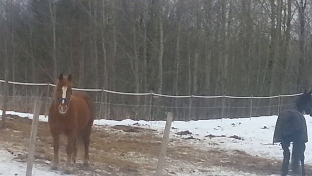 29.01.2017. Видео. Лошадки.(3)