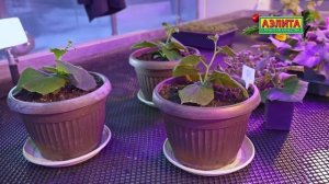 Выращивание ОГУРЦА в ГОРШКЕ! Зимний огород дома.