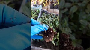 Сирень Мейера повторно цветущая Ред Пикси, результат ?