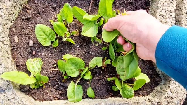 Ах, эта дачная весна! - шашлык дымит, солнышко греет, мо? смотреть онлайн