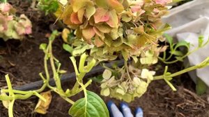 ГОТОВЛЮ К ЗИМЕ КРУПНОЛИСТНУЮ ГОРТЕНЗИЮ | КАК УКРЫТЬ ГО