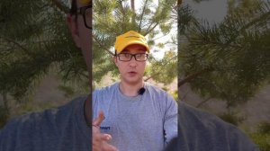 Почему не растут саженцы деревьев