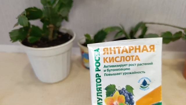 Декабрист, Осенняя подкормка.
