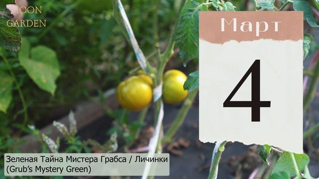 ТОМАТЫ: лунный посевной календарь на МАРТ 2024! Когда са?