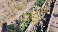 Собираю Малину.Обрезаю Виноград.Надо было раньше.Едим