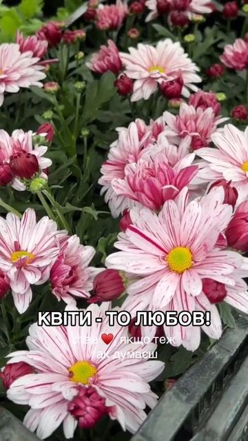 Квіти як натхнення 💖Любите висаджувати квіти? | #агро? смотреть онлайн