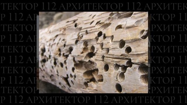 Каркасный дом СГНИЕТ? Доска ЕСТЕСТВЕННОЙ влажности/ка