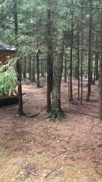 Беседка в лесу. #отдых смотреть онлайн