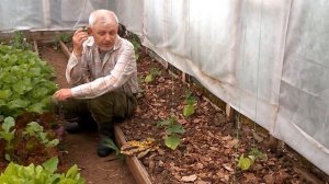 Почему я не применяю аммиак для подкормки растений