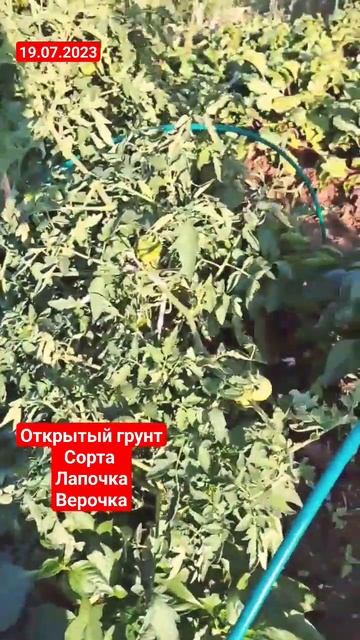 Томаты в открытом грунте #trends #short #shorts #like смотреть онлайн