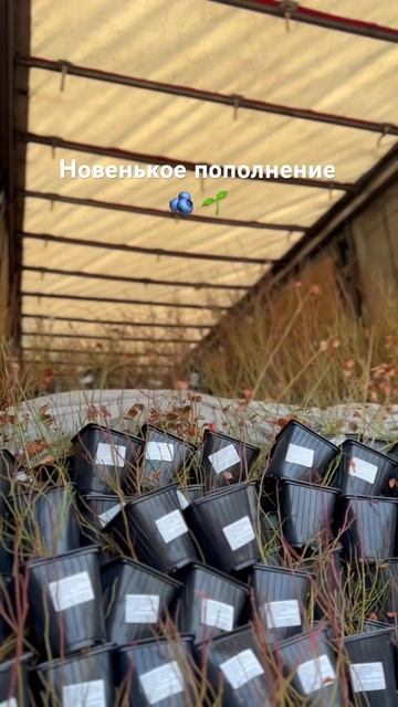 Что в вашем списке посадить в этом году-мечтательный м смотреть онлайн