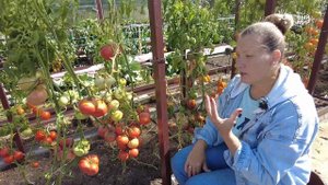 ЛУЧШИЙ ТОМАТ ДЛЯ ОТКРЫТОГО ГРУНТА 2024 - ДЕВИЧИЙ РУМЯНЕЦ