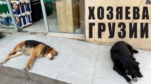 Собаки - хозяева Грузии