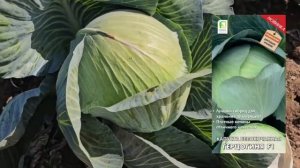 Секрет как выбрать идеальные сорта капусты для квашен