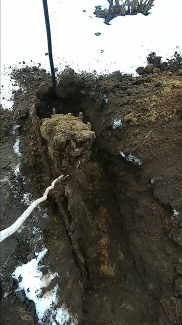 Начинаю укоренение винограда  Выкапываю черенки из зе