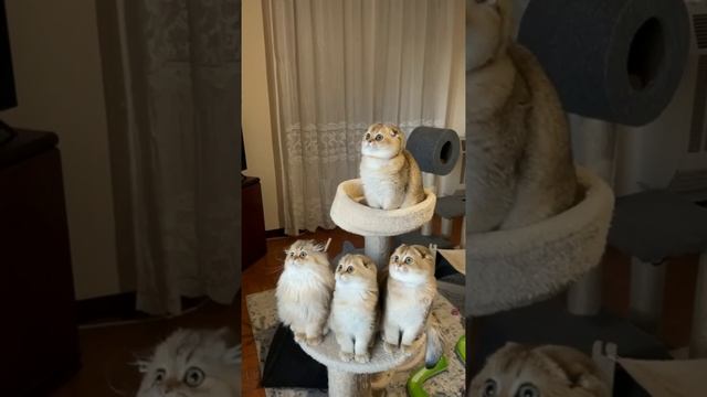 Наш TG https://t.me/liveofcats