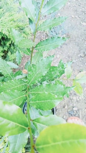 Лавр благородный #южныерастения #garden #вечнозеленыера? смотреть онлайн