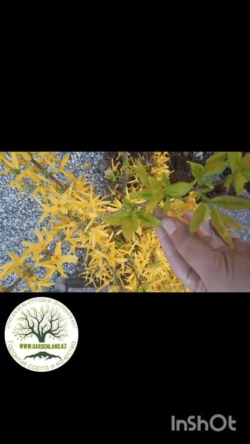 Форзиция ГОЛДЕН ТАЙМ в наличии #сад #цветущиекустарни? смотреть онлайн