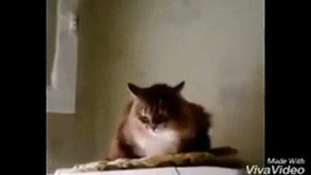 Приколики - в ролике!!!! смотреть онлайн