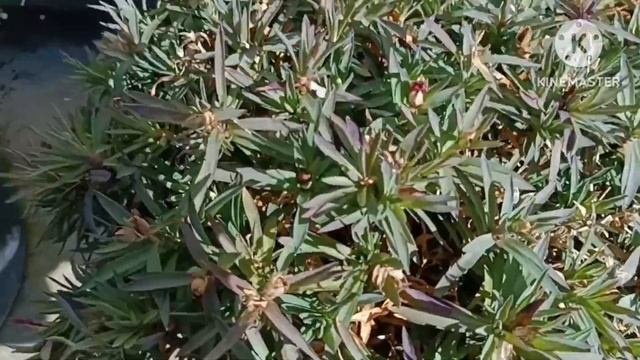 Последний день зимы, посадка кал, цветущая Камелия ухо смотреть онлайн