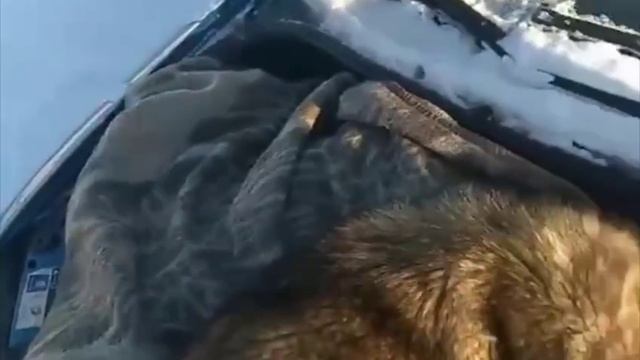 Подогрев двигателя автомобиля😂 ( видео про собак )