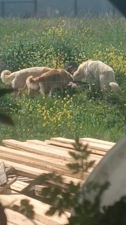 У домашнх собак пропал аппетит- спасибо- бездомные собаки на обед приходят