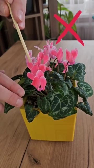 6 правил по уходу за цикламеном: все просто смотреть онлайн