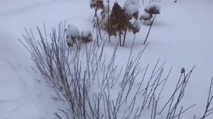 Кустарники зимой