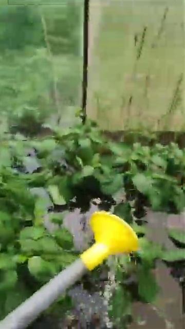 поливаем в парнике огурцы и помидоры 😄😄😄 смотреть онлайн