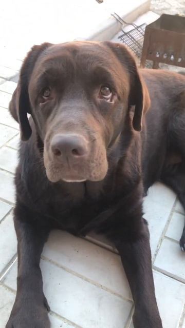 Колбаса зашевелилась #dogs #labrador #shorts смотреть онлайн