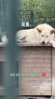 Устал ждать семью в приюте💔