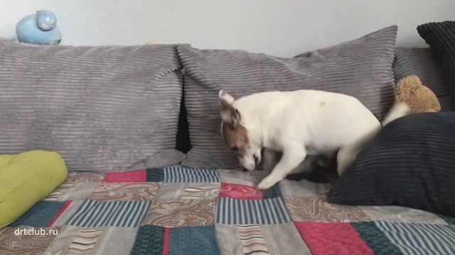 Собака бесится после душа. Приколы с собаками. Самый сумашедший на свете джек рассел терьер смотреть онлайн