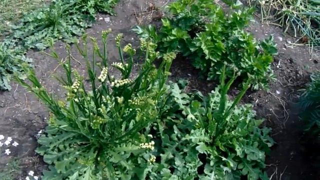 Рассадный способ выращивания статицы на Урале Уход и смотреть онлайн