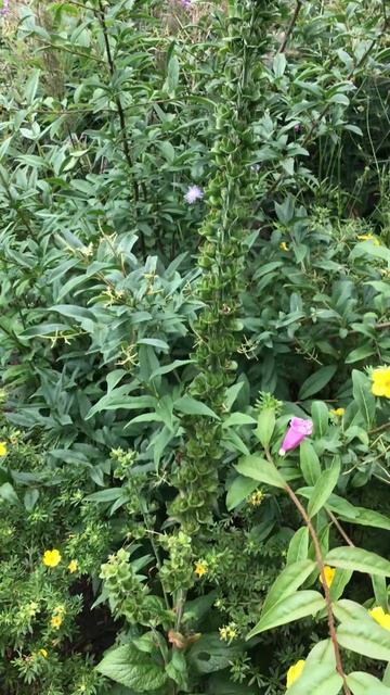Ленинградская область. Хвойное. 18.07.2024. Дача. Наперстян смотреть онлайн