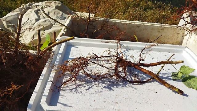 Начали копать саженцы малины ОКС. Пригород Воронежа. смотреть онлайн