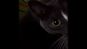 ПРИКОЛЫ С КОШКАМИ - Кошка не узнала хозяйку в китайской косметической маске