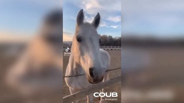 Подборка приколов за месяц. Лучшие приколы недели. Февраль 2021. #18