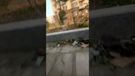 Привязал камеру к коту посмотреть что он делает