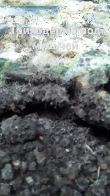 #farming #землядел #выращивание #триходерма