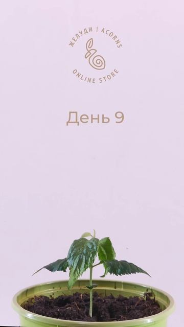 Пробуждение ростка сакуры – 14 дней волшебства!🌸 #shorts смотреть онлайн