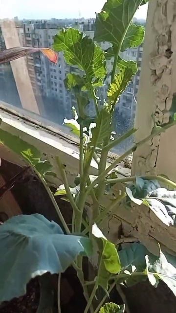 Микрозелень капуста 🤣 смотреть онлайн