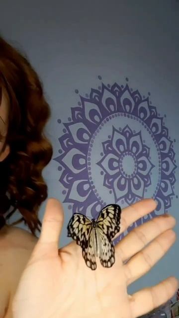 Много бабочек смотреть онлайн