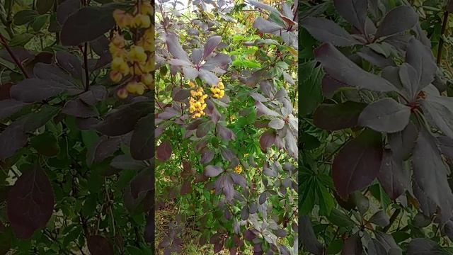 1000016492.mp4
