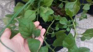 Что за Новозеландский шпинат? Почему не многие о нем з?