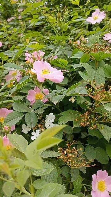 rose hip#ароматныерастения#шиповник#веснавгороде#flowersshorts