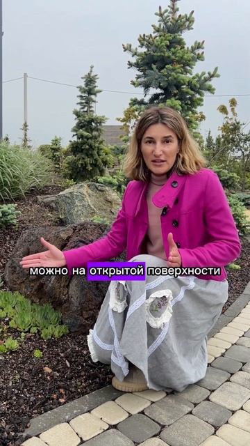 Молодило или каменная Роза. Обзор растения смотреть онлайн