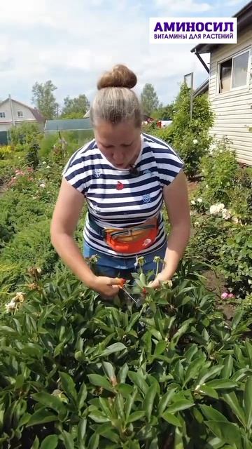 Пионам требуется помощь #аминосил #пионы #сад #garden #цве?