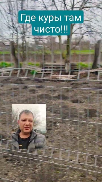 Где куры там всегда чисто без травы. смотреть онлайн